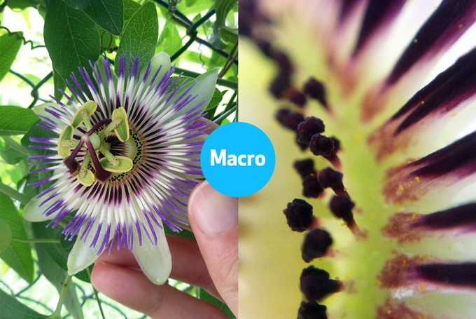 Passionsfrugt blomst fotograferet med Blips MACRO objektiv