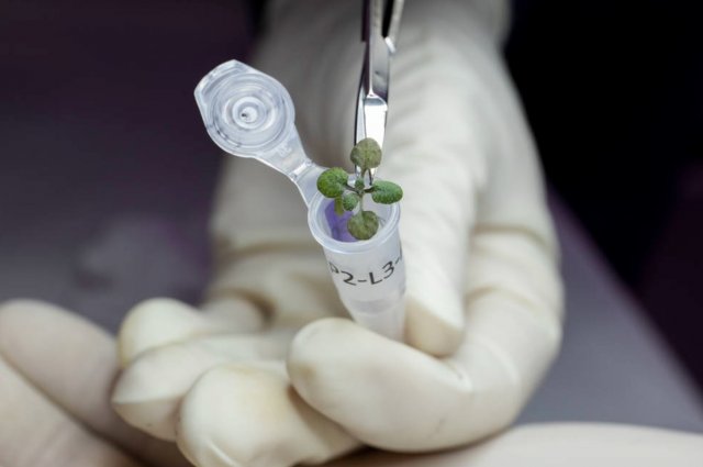 Sennepsplante dyrket i regolit fra NASA