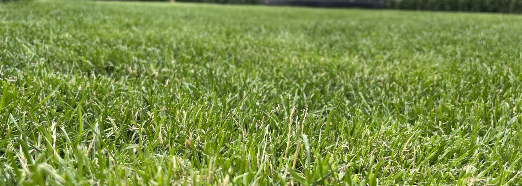Græsplæne sæson: Første og sidste dag du skal slå græs