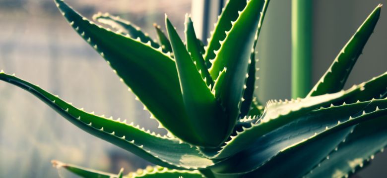 Forskere Skaber Superkondensator Lavet af Aloe Vera Plante!